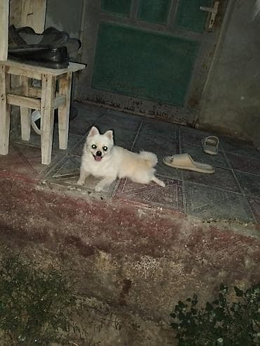 Şpitz, 6 ay, Erkek — 4