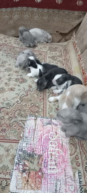 afçarka balası: Akor balası 10m — 16