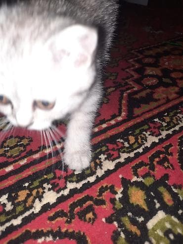 heyvanla barter: Şinşilla, Dişi, Yaxşı əllərə, Pulsuz çatdırılma — 9