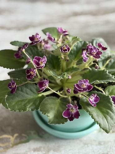 samdanlar ve saat: Afrika bənövşəsi (Saintpaulia) – saxlaması asan, bol çiçəkli otaq — 1