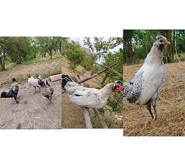 Toyuq, Damazlıq