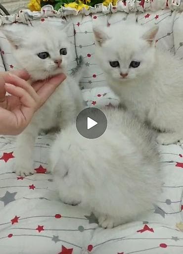 котята в баку: Шиншилла, Самец, Самка — 2