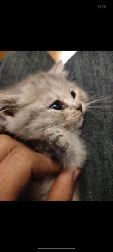 котенка в добрые руки: Шотландская, Самка, В добрые руки, Платная доставка — 4