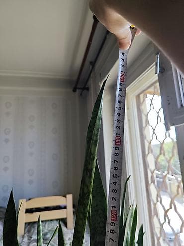 ciledagi bitki: Sansevieria – böyük ölçülü dəhliz, ofis küncləri, pəncərə yanı — 2