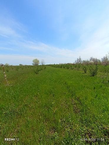 yaşma torpaq satilir: 46 sot, Kənd təsərrüfatı, Kupça (Çıxarış) — 5