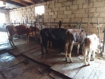 cins ineklerin satisi 2018: 3 dene disi dana 2 si her biri 900 den 1 i 1100 den simental . qara — 2