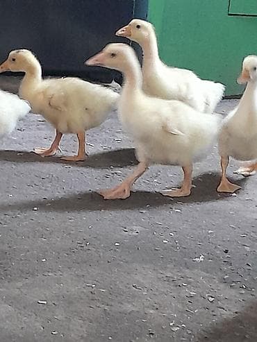 Kənd təsərrüfatı quşları: Məhsul: Qaz balaları Təsvir: linda sortudur 25 günlük balalar uje — 1