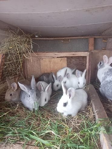 Quşlar: Salam 39 günlük 8bala dovşan satılır. Qiymət 35manat dəst — 3