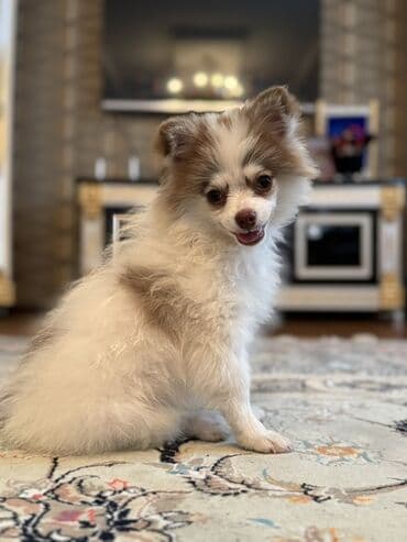 отдам в хорошие руки маленькую собачку: Шпиц, 4 месяца, Самец, С прививками, Самовывоз, Бесплатная доставка — 4