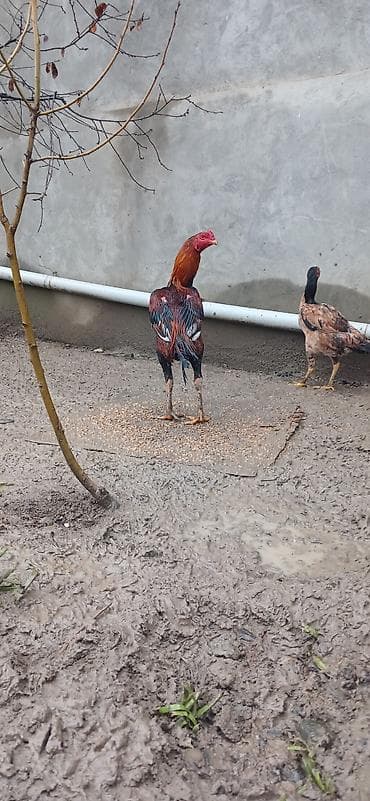 Gəmiricilər: Heyratı beçə satılır iyul çolpasıdı təzə təzə ayılır hündür canlı — 2