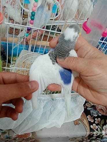cex quslar: Mavi çərçivəli qəfəsdə bir neçə tutuquşu. Qəfəsdə ağ, sarı və mavi — 3