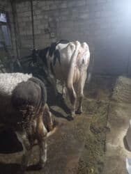 cins inək: Balasiz tek 15 lt sud — 1