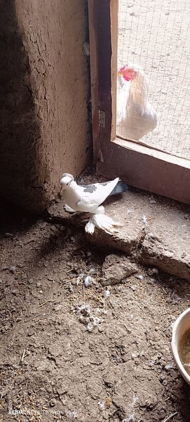 goyercin uzuyu: Oynaq quşdu Mayadi — 1