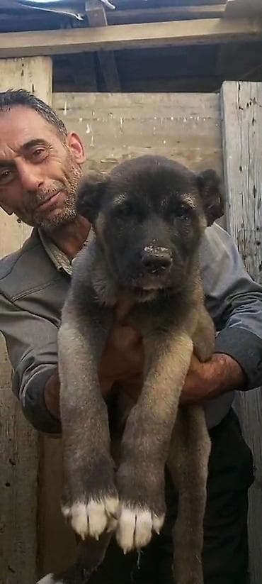 heyvanlar: Kanqal, 2 ay, Erkek, Peyvəndli, Rayonlara çatdırılma, Ünvandan götürmə, Ödənişli çatdırılma — 7