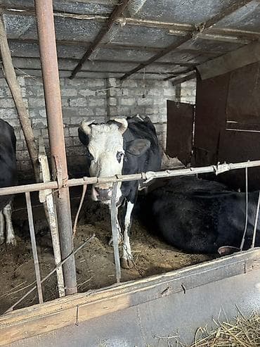 inek cinsleri: Dişi, Simental, il: 3, Südlük — 2