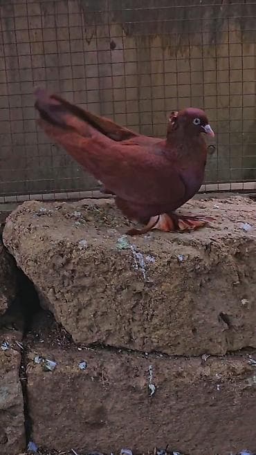 ordekler: Erekwy bala veren qan qirmzi — 5