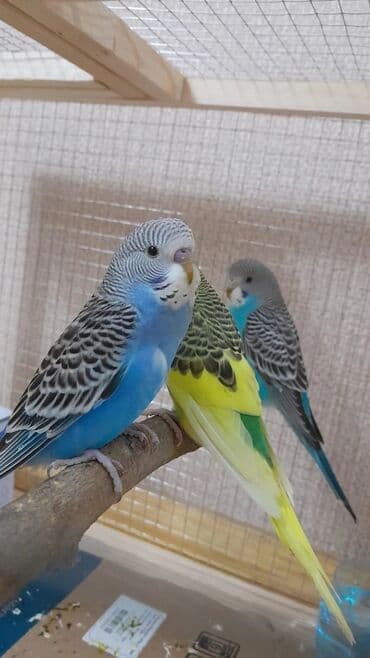 cütləşdirmə: Məhsul: Dalmatin və klassik rəng çalarlarında (mavi-ağ, sarı-yaşıl — 8