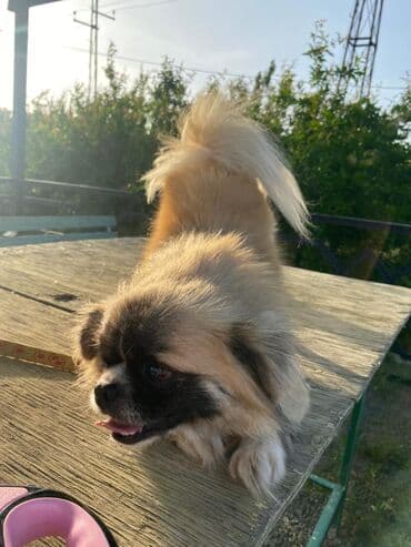 ov itleri satilir: Pekines — 4