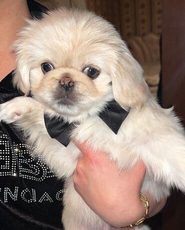 Pekines, 4 ay, Dişi, Peyvəndli, Ünvandan götürmə