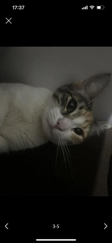 sahiblenme: Dişi, Yaxşı əllərə — 4