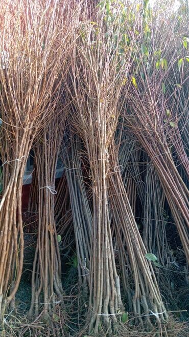 пластмассовый бак для воды купить: Her növ ağaclar ve dekarativ ağaclar çox ucuz ve qarantili gubresiz — 52