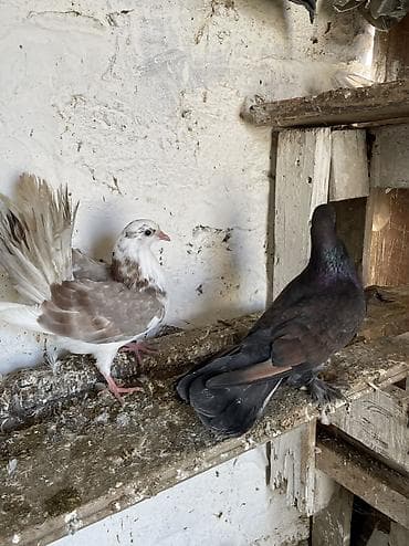 Balıqlar: Cütdülər erkek qara spartdi maya pavlindir. Cütü 15 manat — 1