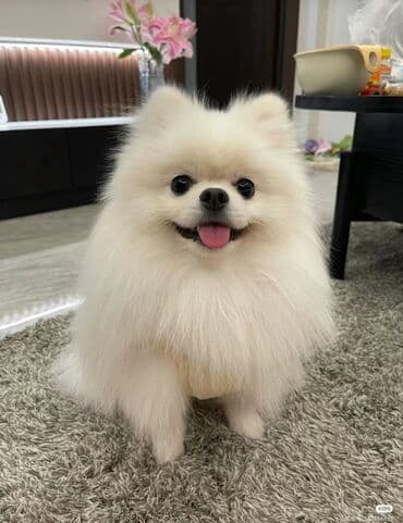 Şpitz, Peyvəndli, Ünvandan götürmə