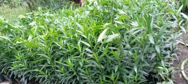 Çöl bitkiləri: Aliandıra Cox sayda alana endirim olacaq — 3