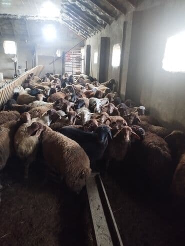 xacmazda satilan inekler: Бараны, овцы — 2