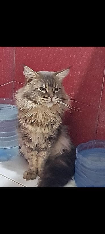 maine coon qiymeti: Meyn-kun, Erkək, Ünvandan götürmə — 3