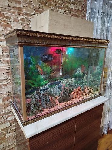 Böyük həcmli dekorativ akvarium və tam avadanlıq dəsti. Bütün eşyalari lalafo.az -da Böyük həcmli dekorativ akvarium və tam avadanlıq dəsti. Bütün eşyalari