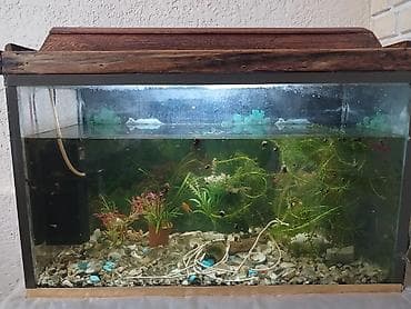 akvar: Akvarium hovsandadi . Uzunluqu 70sm. Hundurluku50sm eni 40 sm . Su — 4