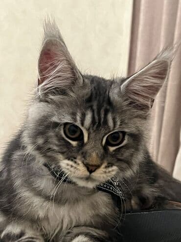 pisik balası: Meyn-kun, Erkək, Pulsuz çatdırılma — 3