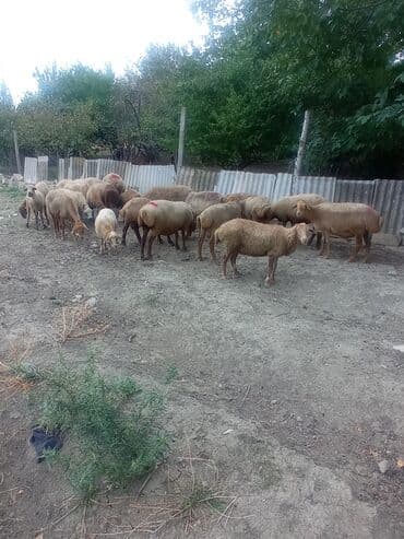 Dişi, il: 1, Damazlıq