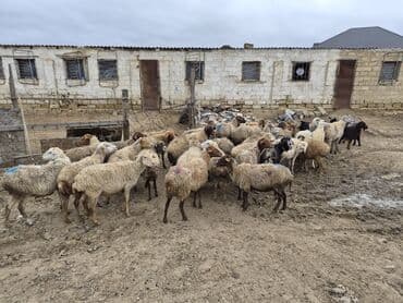 şpits qiyməti: 15 balalı qoyun satlırr iri quzularla qiymət razılaşma yolu iləə — 1