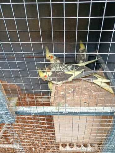 xamyak yuvası: Tofiq (nimfa) tutuquşuları – müxtəlif rəng mutasiyaları - Növ: Nimfa — 4