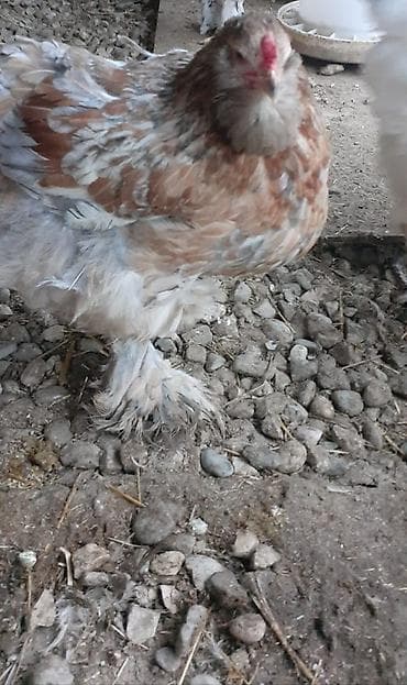 at ucuz: Toyuq, Brama, Damazlıq — 2