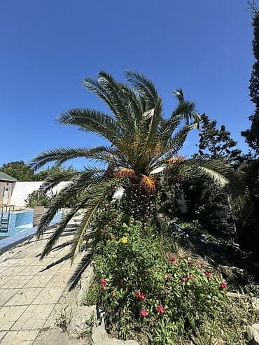 iran xurma agaci: Xurma (xurma xurması) ağacı – məhsuldar, dekorativ - Növ: Xurma — 6