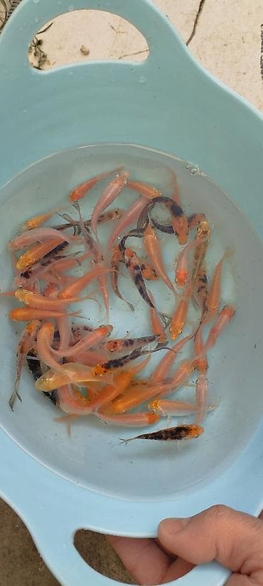 heyvanlar: Koi, Sülhsevər, Ödənişli çatdırılma — 5