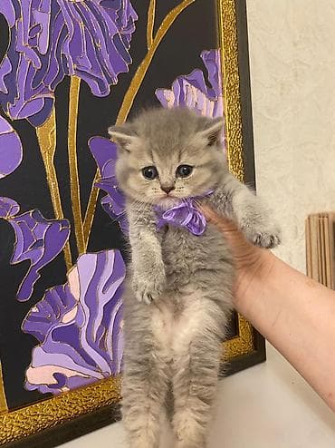 satılıq pişiklər: Şotland — 1