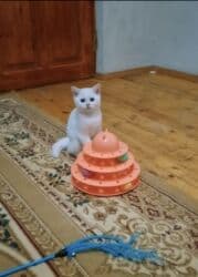 erkek pişik: Şotland, Erkək, Dişi, Yaxşı əllərə, Pulsuz çatdırılma, Ödənişli çatdırılma — 3