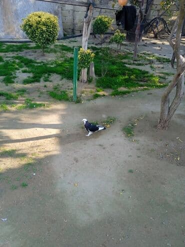 goyərcin yumurta: Baladır — 2