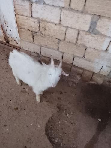 Atlar: Məhsul: Ağ rəngli keçilər (qrupla) Təsvir: 7 ədədi dişi 1 ədədi ərkəy — 2