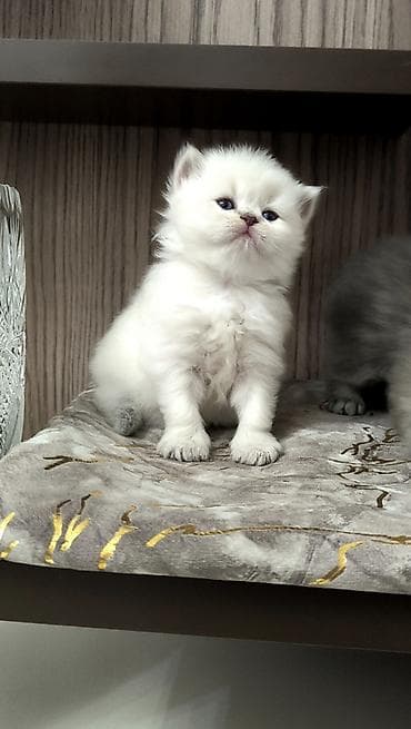 pisik yuvalari: Britan — 1