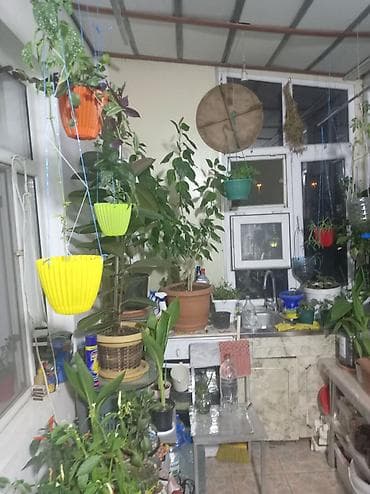 Букетные цветы: Məhsul: Ev şəraitində yetişdirilən qapalı və yarı-qapalı bitkilər — 3