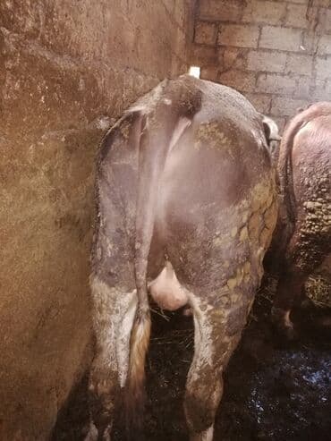 it adları erkek: Ətlik dana — 1