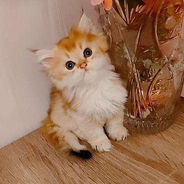 Qızıl şinşilla lalafo.az -da Qızıl şinşilla