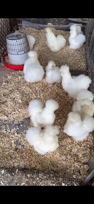 brahma toyuqlari: Toyuq, Damazlıq — 2