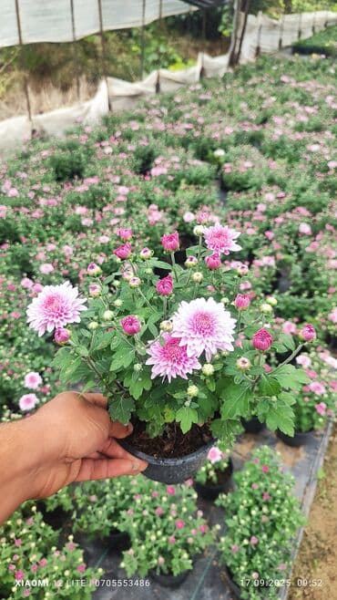 İstənilən sayda var ünvan Bakı şəhəri Nardaran qəsəbəsi