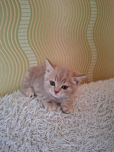 ag pisik: Qızıl şinşilla, Erkək, Yaxşı əllərə, Ünvandan götürmə, Ödənişli çatdırılma — 4